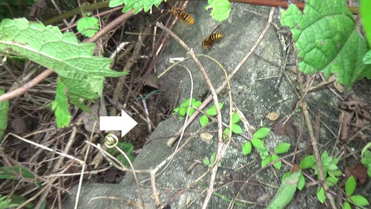 三春町で排水口のスズメバチの母巣