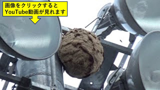 グラウンドの照明塔のスズメバチの巣駆除