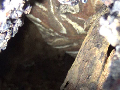 スズメバチの巣は樹洞の上方にあった（田村市）