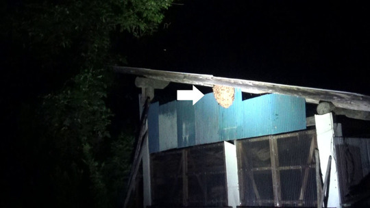 石川町でスズメバチ駆除の現場