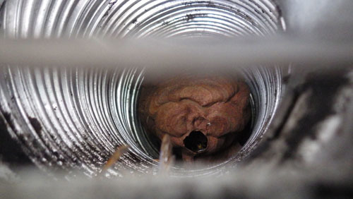 換気口にキイロスズメバチの母巣（二本松市）