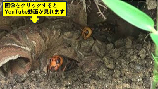 浅川町役場から町道付近の土手のオオスズメバチ駆除要請