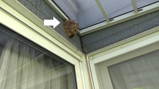 郡山市でコガタスズメバチ駆除の現場