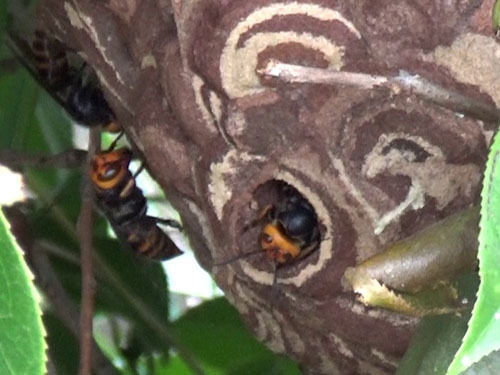 コガタスズメバチの巣（郡山市）