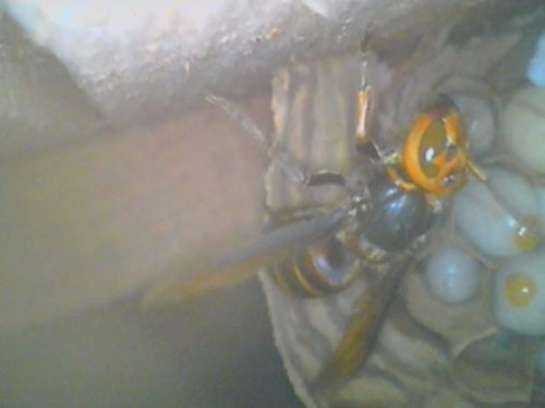 スズメバチの巣をファイバースコープで覗く（白河市）