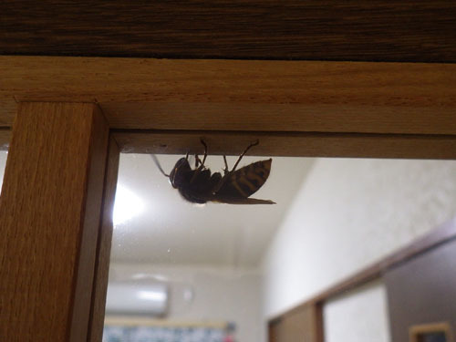 モンスズメバチの概要|ハチ駆除のルイワン