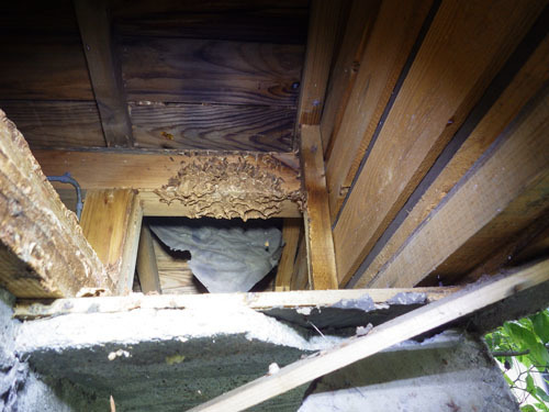 スズメバチの巣を撤去した巣跡（郡山市）
