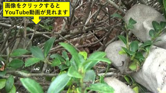 浅川町の町営住宅生垣でスズメバチの巣を駆除