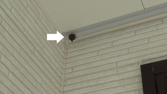 アシナガバチ駆除の現場（郡山市）