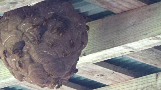 車庫の天井に作ったキイロスズメバチの巣