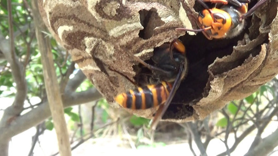 郡山市でオオスズメバチ駆除