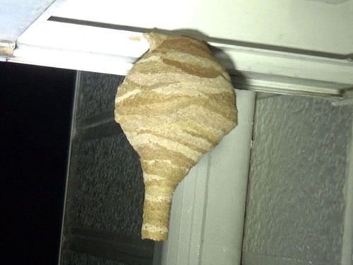 出窓に作ったスズメバチの巣（郡山市）