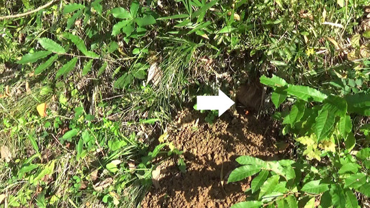 土手から出入りするオオスズメバチの巣駆除の現場