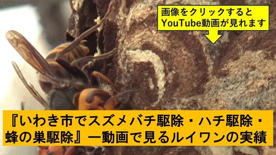 いわき市でのハチ駆除の実績動画