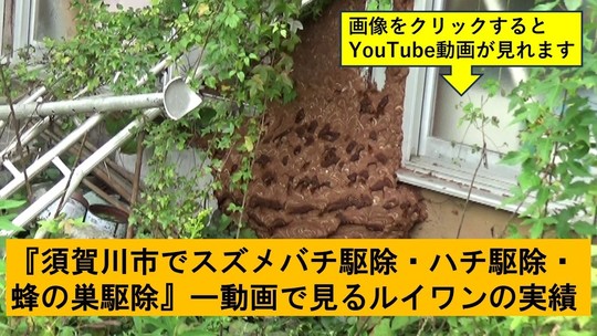 本宮市でのハチ駆除の実績動画
