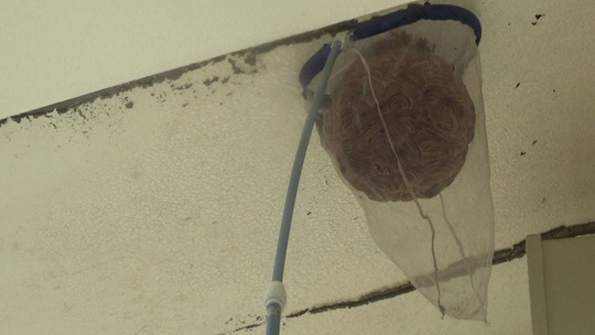 スズメバチの巣を捕虫ネットで撤去（郡山市）