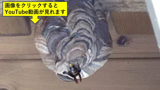 福島市で軒下にコガタスズメバチの巣