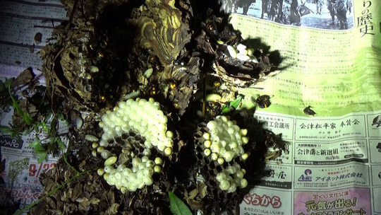 駆除したキイロスズメバチの巣（郡山市）