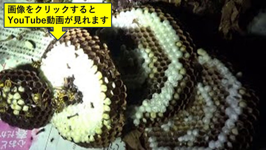 駆除したキイロスズメバチの巣を解体