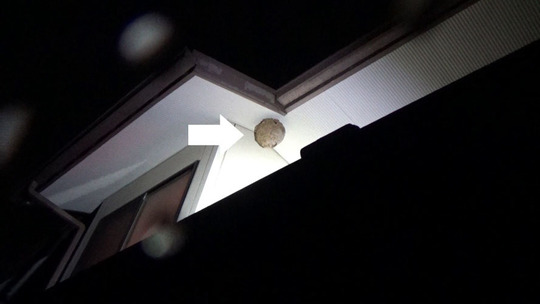 ２階の軒下に作ったスズメバチの巣駆除の現場