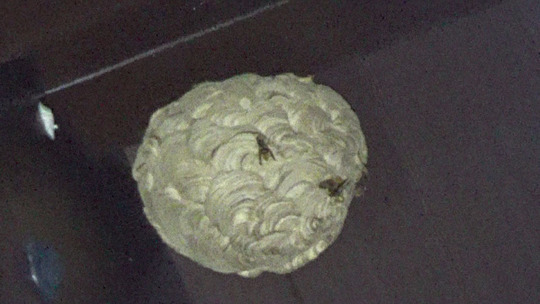 北塩原村でスズメバチ駆除・蜂駆除・蜂の巣駆除はルイワン