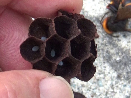 駆除したコガタスズメバチの初期巣（郡山市）