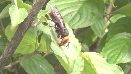コガタスズメバチが甘露が付いた葉の表面を舐める行動