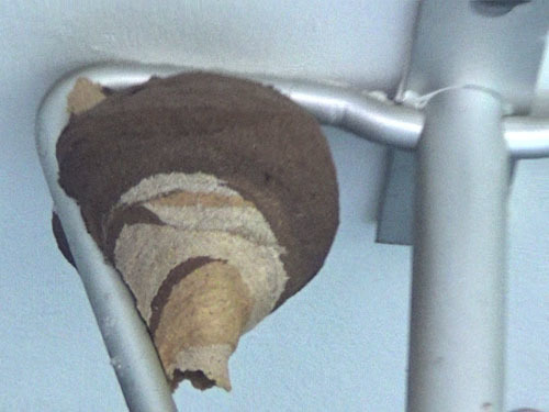 コガタスズメバチの初期巣（郡山市）