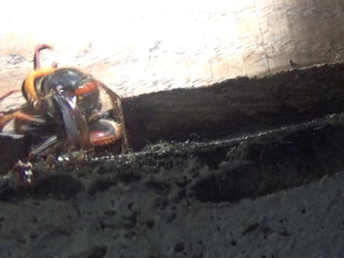 殺虫剤がかかり苦悶し外に出てきたスズメバチ（白河市)