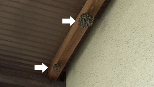 三春町で軒下のアシナガバチの巣