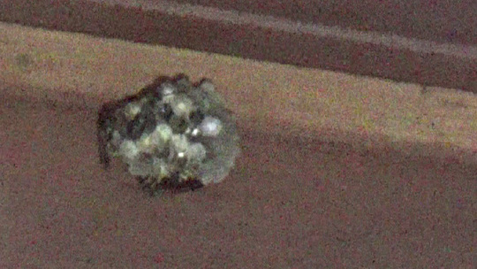 ハチ駆除-鏡石町で高所のアシナガバチの巣