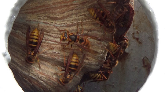 架台の中のスズメバチの巣
