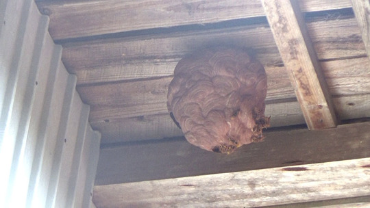 軒下にキイロスズメバチの引っ越し巣