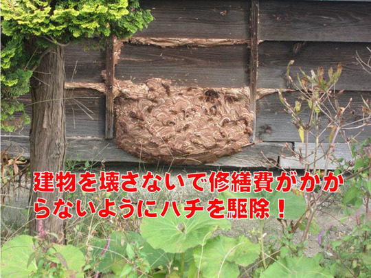 ハチ駆除で建物を壊さない