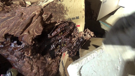 田村市でスズメバチ駆除の現場