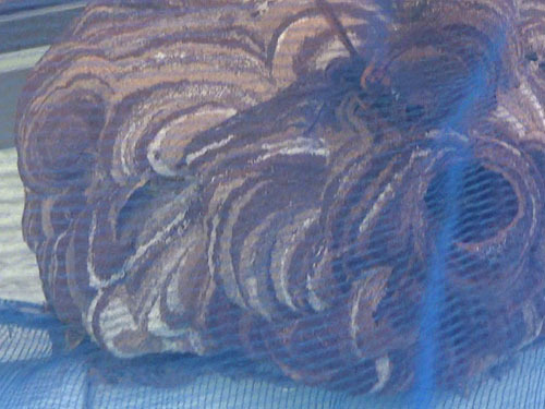 コガタスズメバチの巣を撤去（鏡石町）