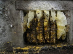 ミツバチの巣がお墓に