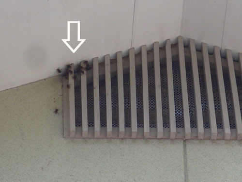 スズメバチの巣は天井裏に