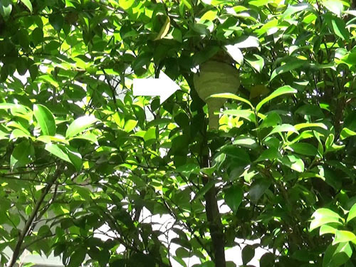 郡山市でお隣りさん側から見たスズメバチ駆除の現場