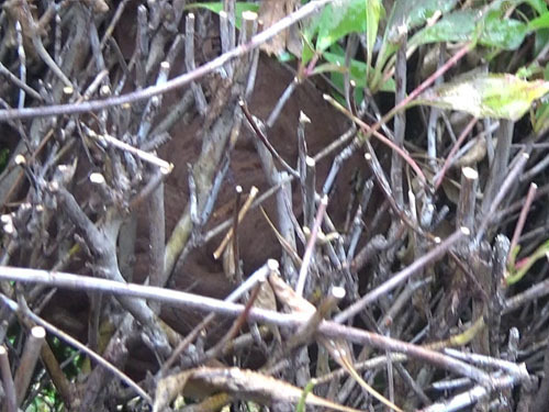 庭木にキイロスズメバチの巣（天栄村）