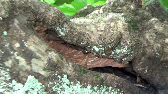 モンスズメバチが樹洞に作った目張り