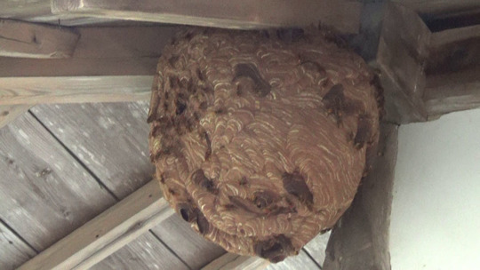 平田村でスズメバチ駆除の現場