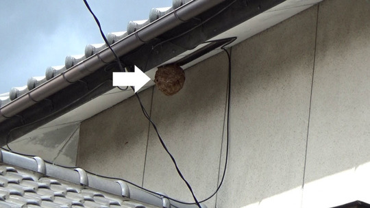 郡山市でキイロスズメバチ駆除の現場