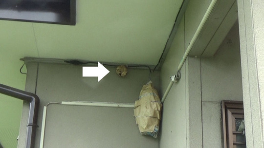 軒下のスズメバチの巣とダミーのハチの巣