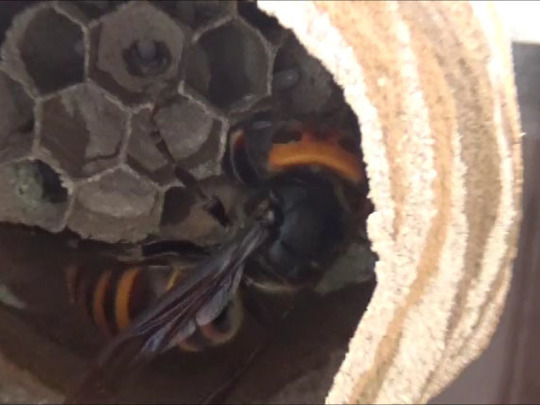コガタスズメバチの巣に女王蜂（鏡石町）