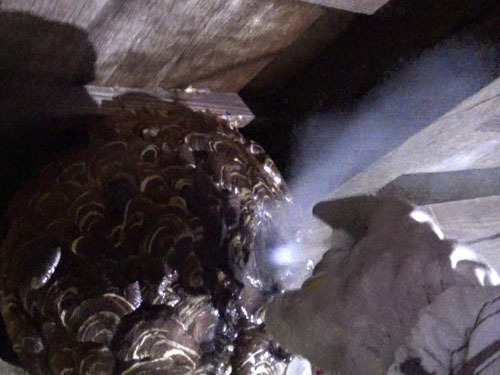 巣穴に殺虫剤をスプレー（郡山市）