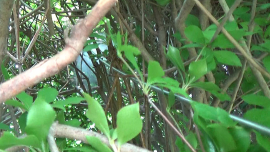 白河市で生垣に埋没したスズメバチの巣の駆除法