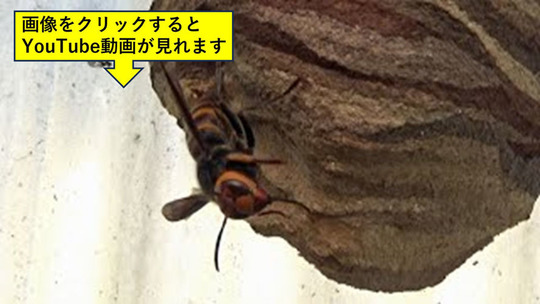須賀川市で鉄骨ハウスにコガタスズメバチの巣