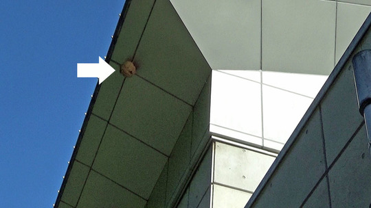 キイロスズメバチの巣（須賀川市）