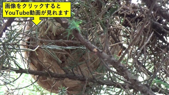 庭木に作ったキイロスズメバチの巣